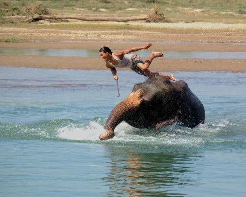 Elephent bath jungle safari chitwan