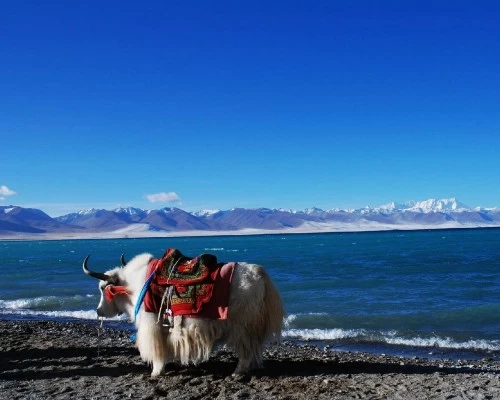 Mansarovar lake tibet