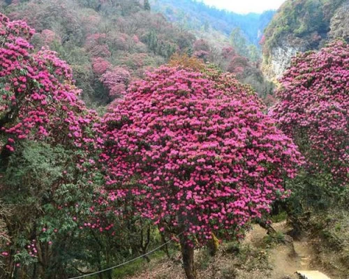 Rododrendron flower poon hill trek min