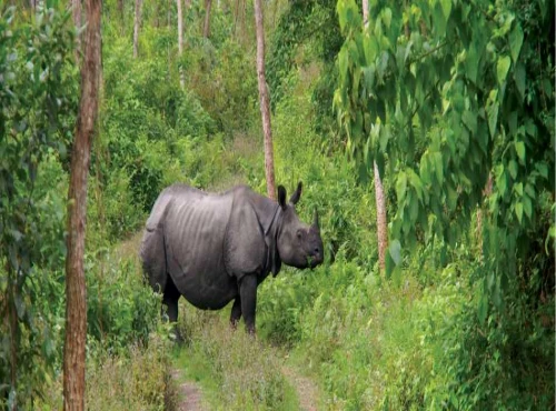 3 Nights 4 Days Chitwan National Park Tour