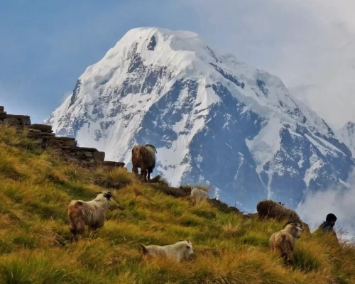 Mountain Goat