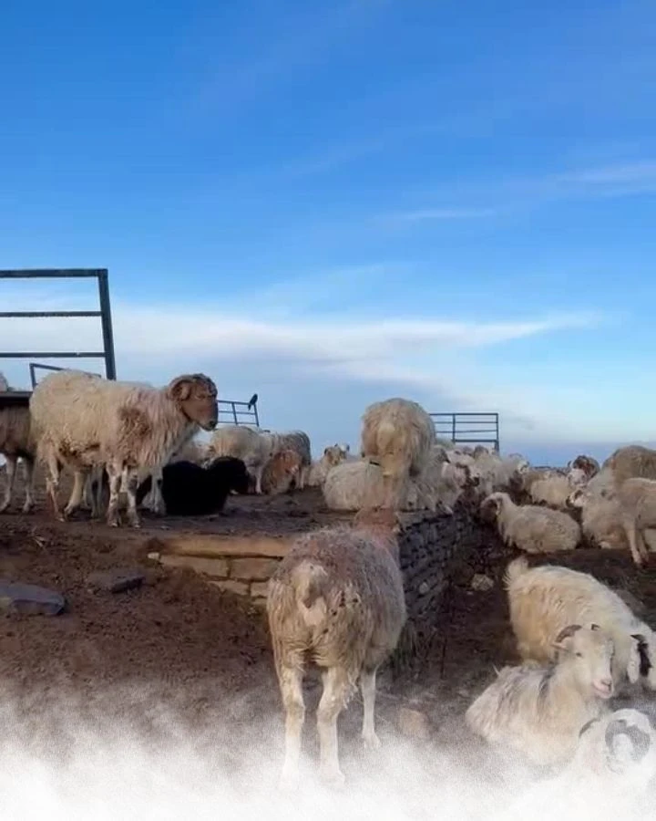 Local Life on the Ridge