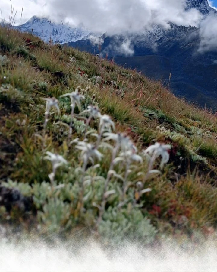 Alpine Wildflowers on the Trail