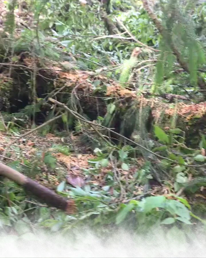Fallen trees on the forest trail
