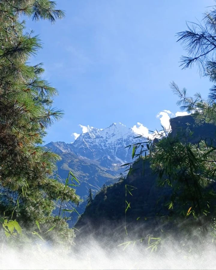 Snow Peak through Trees