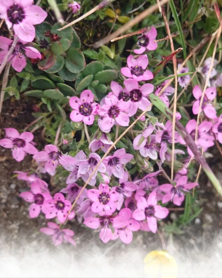 Pink Alpine Flowers