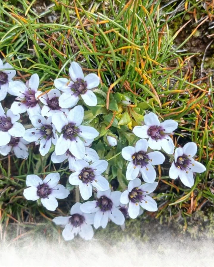 White Alpine Flowers